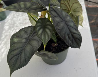Alocasia Dragon Scale