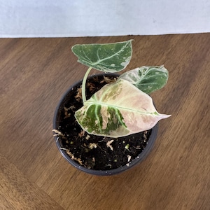 Alocasia Pink Black Velvet