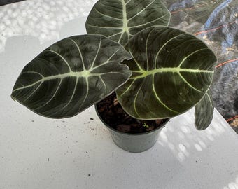 Alocasia Black Velvet