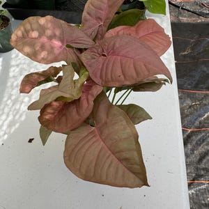 Syngonium Neon Pink