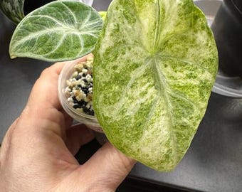 Alocasia Ninja Tricolor Pup