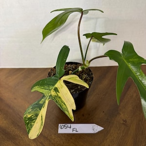 Philodendron Florida Beauty