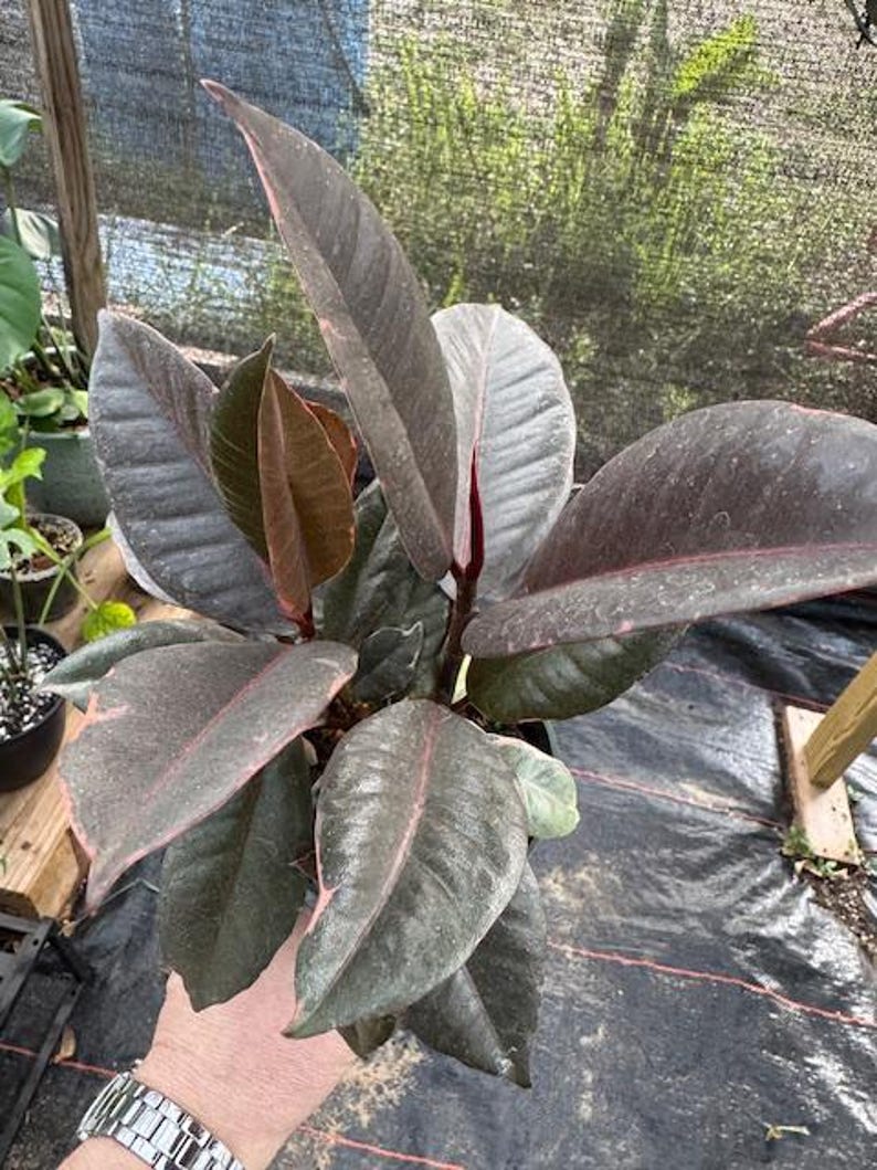 K&ouml;nnte beinhalten: Nahaufnahme einer Gummipflanze mit gro&szlig;en, dunkelgr&uuml;nen Bl&auml;ttern mit rosa R&auml;ndern. Die Pflanze hat einen tief burgunderfarbenen Stiel und wird in einem schwarzen Topf gehalten. Die Pflanze befindet sich in einem Gew&auml;chshaus.
