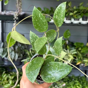 4” Hoya Rangsan ‘splash’ | RARE Hoya | Variegated Hoya | Live Houseplant