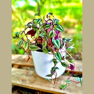 Tradescantia Wandering Jew & Pot Starter