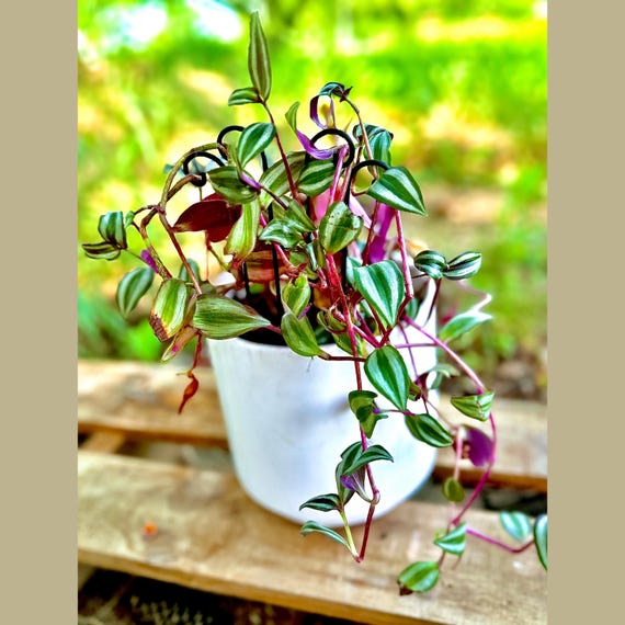 Tradescantia Wandering Dude Cutting - 3D gedruckter Topf, einfache  Zimmerpflanze, Lebendpflanzenstarter - Etsy.de