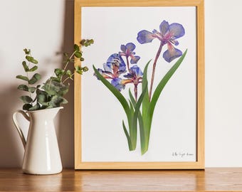 Geperste bloemenkunst, botanische print, herbariumspecimen gedroogde bloemenkunst, geperste botanische kunst 8,5 x 11 inch, blauwe iris INGELIJSTE PRINT