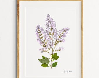 Geperste bloemenkunst, paarse lila botanische PRINT, herbariumspecimen gedroogde bloemenkunst, geperste botanische kunst 8,5 x 11 inch print, plantenkunst