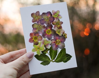 Wenskaart geperste bloemen, briefpapier met bloemen, blanco wenskaarten, botanische wenskaart, nieskruid winterroos / PRINT