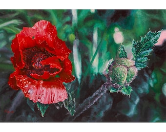 Red Poppy Flower Painting • Limited Edition Giclée on Canvas (150) • "After the Rain"