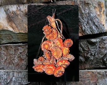 Dried Flower Photograph Printed on Metal / Photography Art Wall Panel / Metal Wall Art  /  New Zealand / 8 x 12 inches