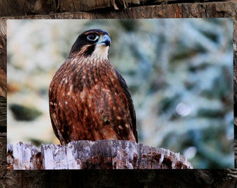 Falcon Photograph Printed on Metal / Raptor Photo / New Zealand Native Falcon / Photography Art Wall Panel / Metal Wall Art  / 8 x 12 inches