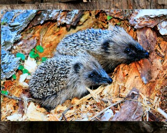 Hedgehog Photograph Printed on Metal / Photography Art Wall Panel / Metal Wall Art / 8 x 12 inches