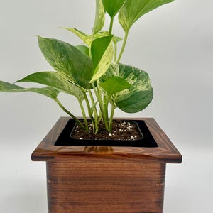 May include: A potted plant with green and yellow variegated leaves. The plant is in a square, wooden planter with a dark stain. The planter sits on a white surface.