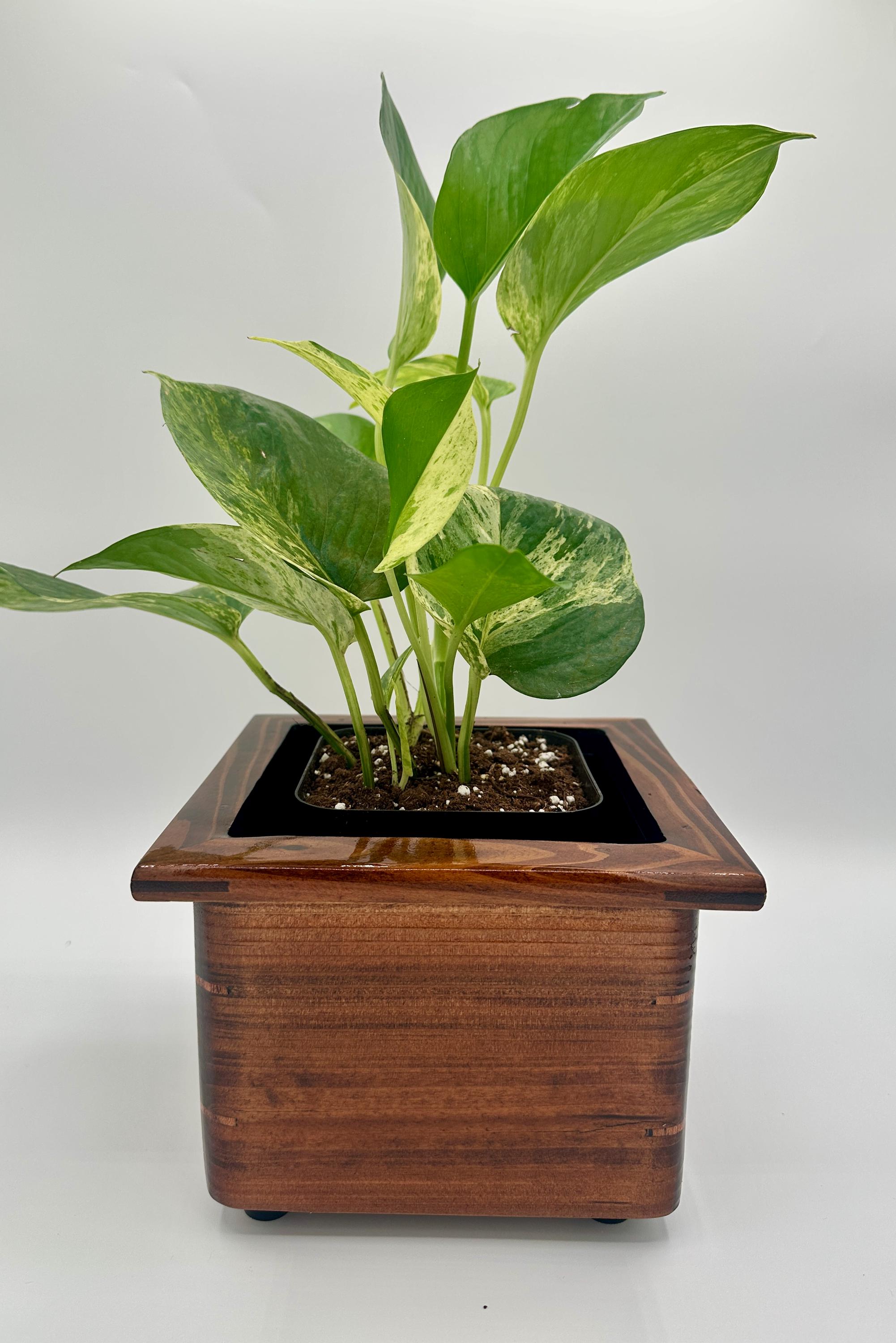 pic of a money tree Pachira aquatica 'Money Tree'