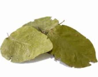 Organic Quince Leaf Herbal Tea: Sun-Dried, DIY Potpourri Ingredient
