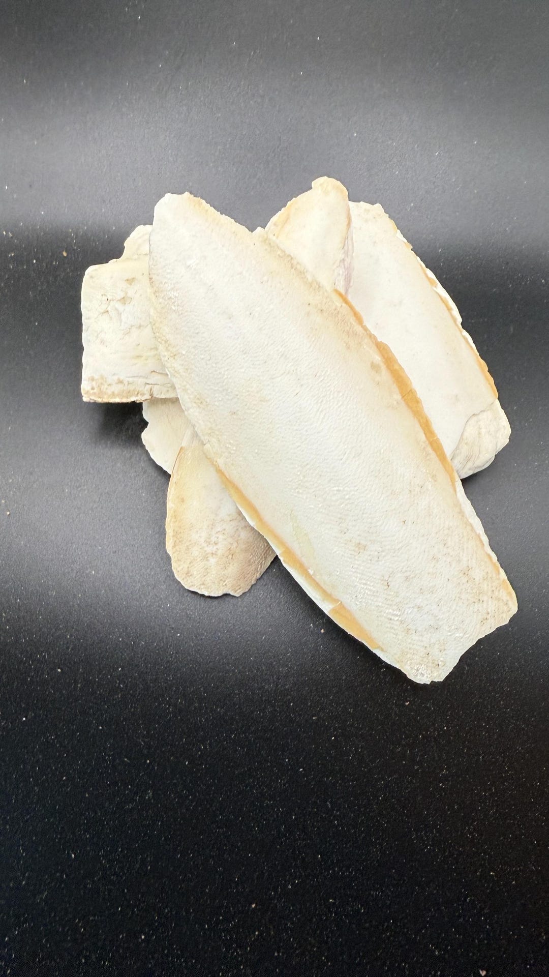 Natural Cuttlebone for Birds Reptiles Crafts Aquarium Decoration Eco ...