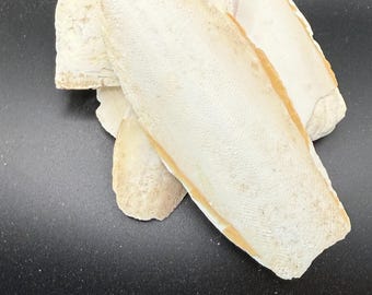 Natural Cuttlebone for Birds Reptiles Crafts Aquarium Decoration Eco Friendly Calcium Source