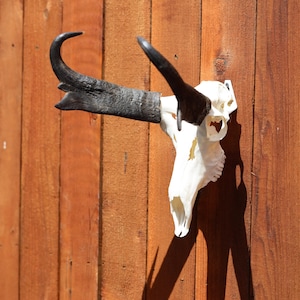 Pronghorn Antelope Skull and Bracket