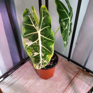 Alocasia Variegated Frydek 4&quot; pot