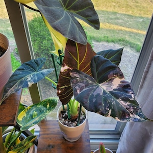 Alocasia Regal Shield Albo - Etsy