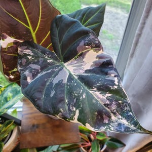 Alocasia Regal Shield Albo - Etsy