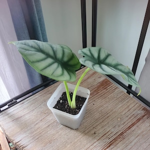 Alocasia Silver Dragon Scale 3&quot; pot