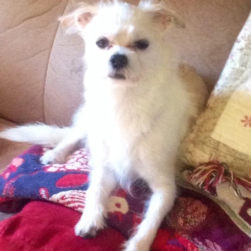 1981年 テルマ＆ルイーズ シボレー カプリス シェリフ 1:24スケール