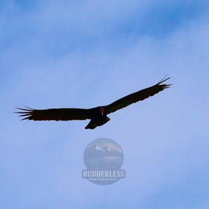 Turkey Vulture