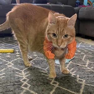 May include: An orange tabby cat wearing an orange, 3D-printed arm accessory. The cat is standing on a gray patterned rug. The cat is looking directly at the camera.