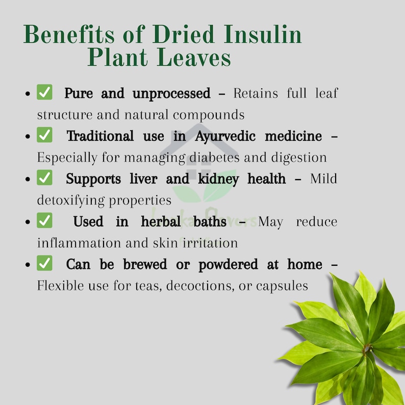 May include: Image detailing the benefits of dried insulin plant leaves. Text highlights the plant's uses in Ayurvedic medicine, supporting liver and kidney health, and its use in herbal baths. A green plant with multiple leaves is in the bottom right corner.