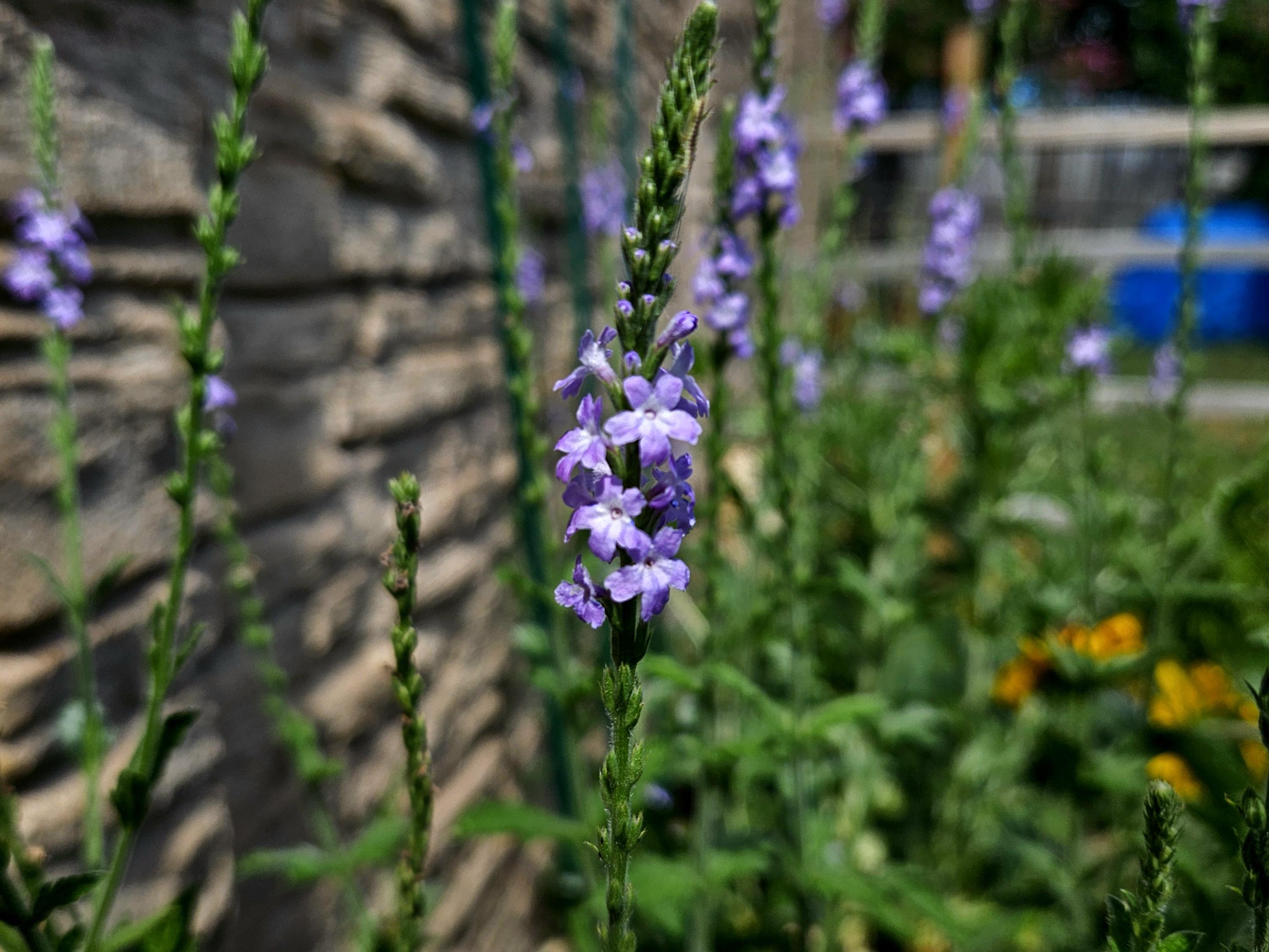 Verbena Xutha 40 Seeds Gulf Vervain Purple Verbena Texas Ecotype