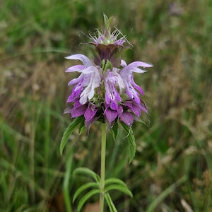 Monarda citriodora ~100 Seeds Lemon Mint Beebalm Horsemint *FREE SHIPPING*