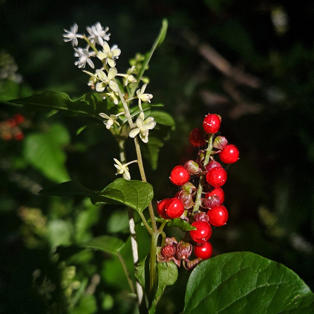 Rivina Humilis 20 Seeds Pigeonberry Bloodberry Texas Ecotype *FREE ...