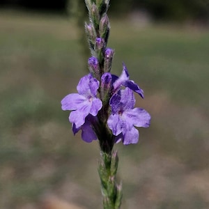 Verbena xutha 40 Seeds Gulf Vervain Purple Verbena Texas Ecotype *FREE SHIPPING*