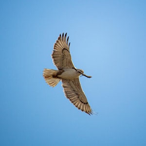 Ferruginous Hawk Soaring – Wildlife Photography Digital Download | Birds of Prey Wall Art | Alberta Nature Photography | Decor for Birders
