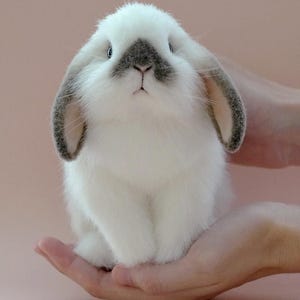 Realistic bunny toy, Poseable plush rabbit, stuffed cute animal