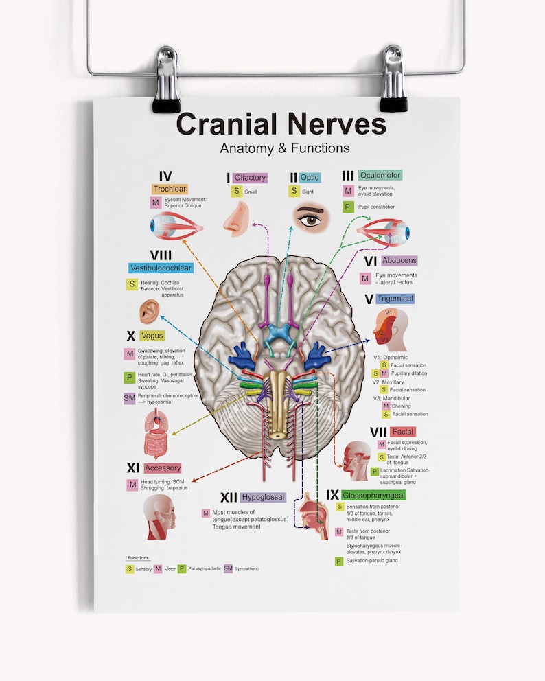 Brain Cranial Nerves Anatomy & Functions | Cranial Nerve Diagram ...