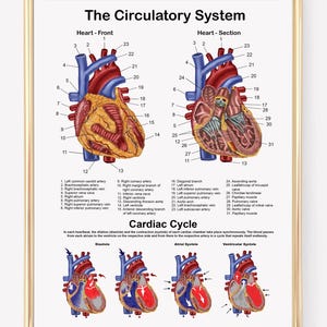 May include: Anatomy poster of the circulatory system, featuring detailed illustrations of the heart's front and section views, labeled with key anatomical structures. Includes a diagram of the cardiac cycle. The artwork is hand-drawn.