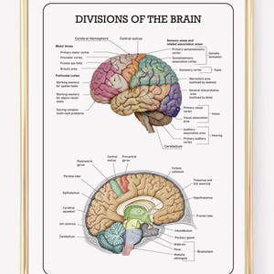 Brain Anatomy Art Print: Educational Classroom Science Poster (Digital Download)