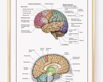 Brain Anatomy Art Print: Educational Classroom Science Poster | Neuroscience Art Print | Science Classroom Decor | Digital Download