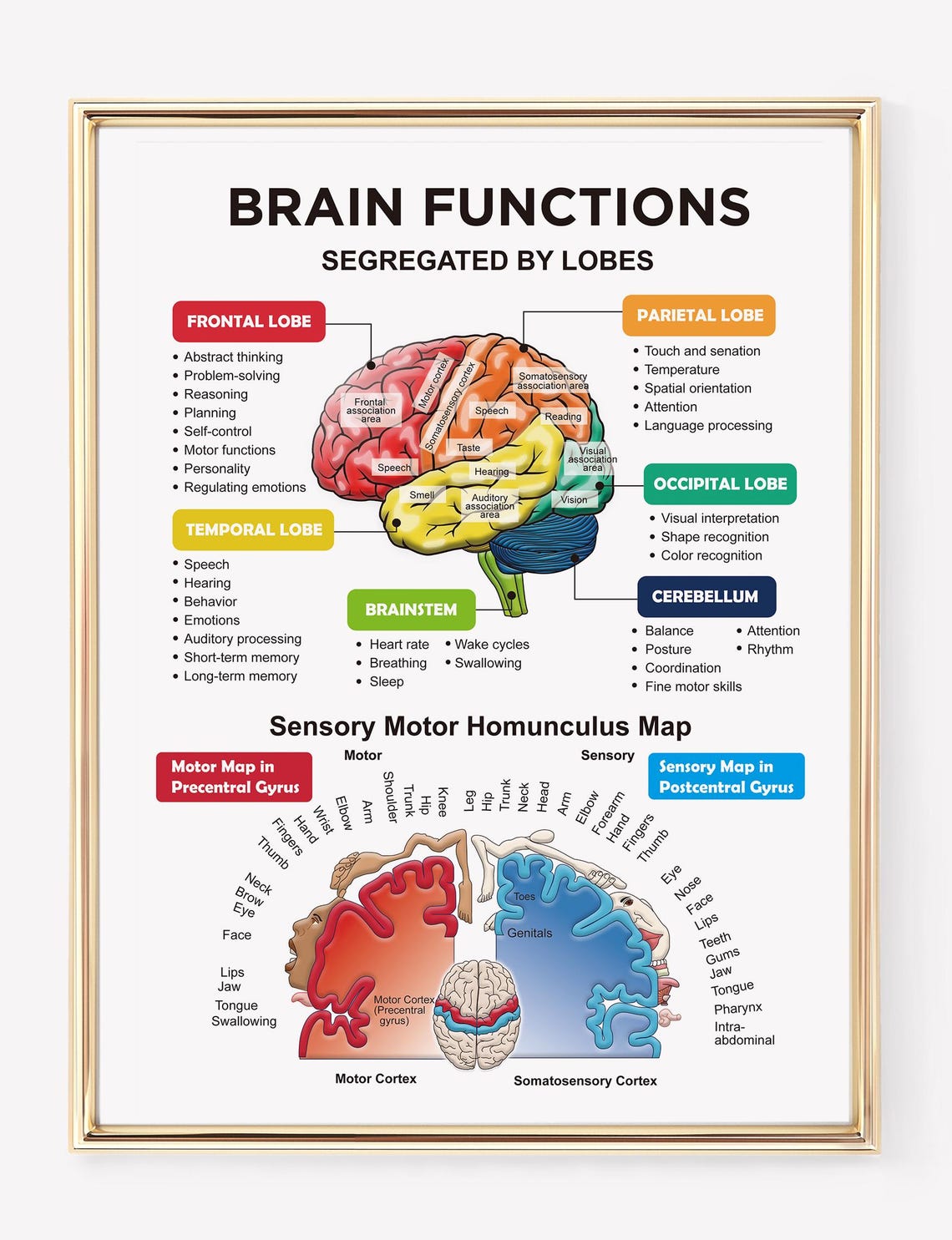 Brain Lobes and Function Map | Brain Anatomy | Sensory and Motor Cortex ...