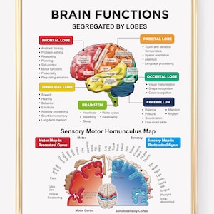 Brain Lobes and Function Map | Brain Anatomy | Sensory and Motor Cortex Diagram | Sensory Motor Homunculus | Digital Download