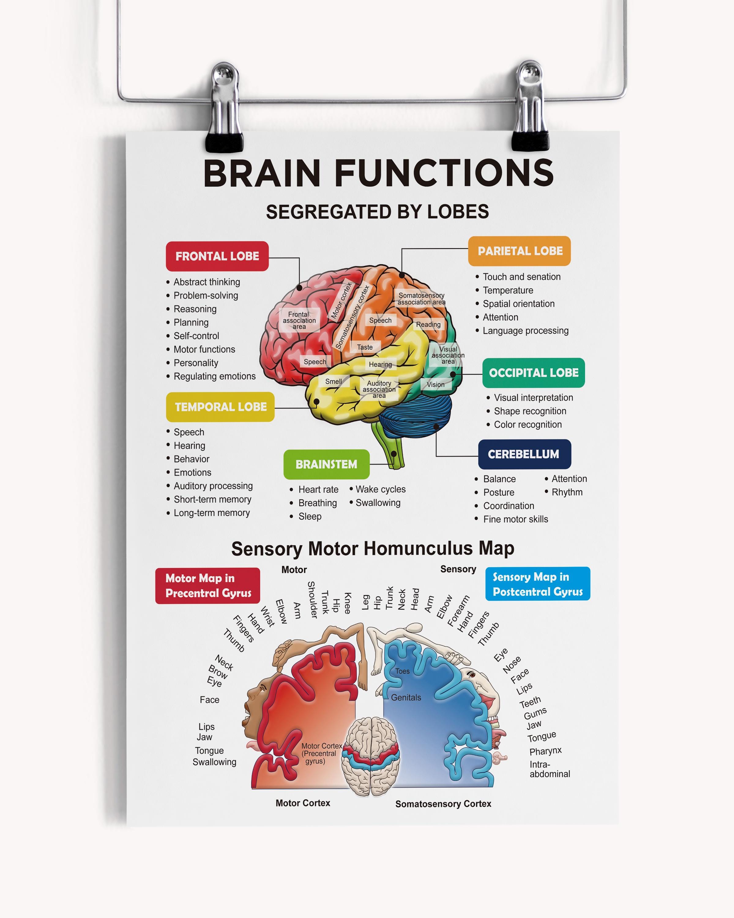 Brain Lobes and Function Map | Brain Anatomy | Sensory and Motor Cortex ...