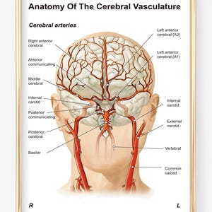 May include: Anatomy of the Cerebral Vasculature poster. The poster features a detailed illustration of the cerebral arteries, with labels identifying key anatomical structures. The artwork is framed in a gold-colored frame.