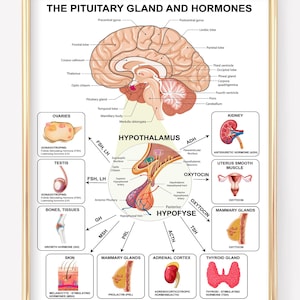 Può includere: Poster anatomico della ghiandola pituitaria e degli ormoni, con illustrazioni dettagliate del cervello, dell'ipotalamo e degli organi correlati. Diagrammi etichettati mostrano la funzione degli ormoni come FSH, LH e ADH. Il poster è incorniciato in oro.