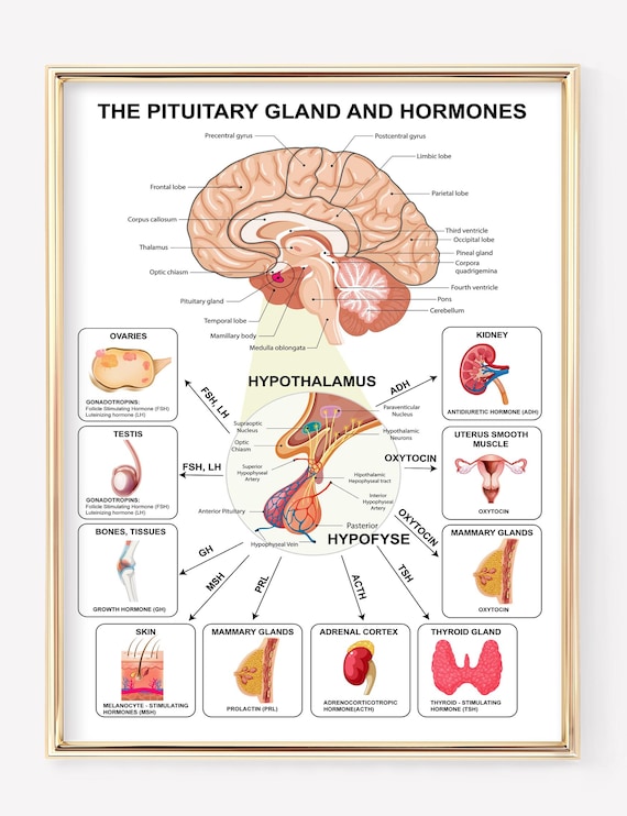 Pituitary Gland Anatomy Diagram