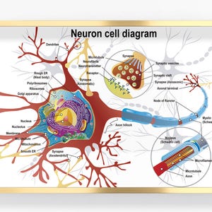 May include: A framed diagram of a neuron cell, labeled with anatomical terms. The diagram includes dendrites, axon, nucleus, and synapse, with detailed illustrations of cell components. The text "Neuron cell diagram" is at the top.