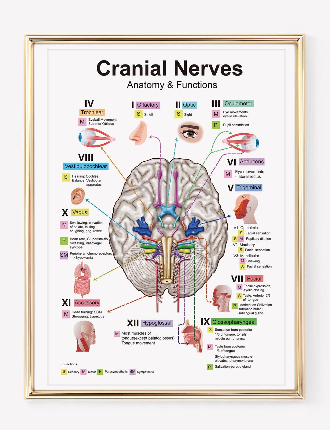 Brain Cranial Nerves Anatomy & Functions | Cranial Nerve Diagram ...