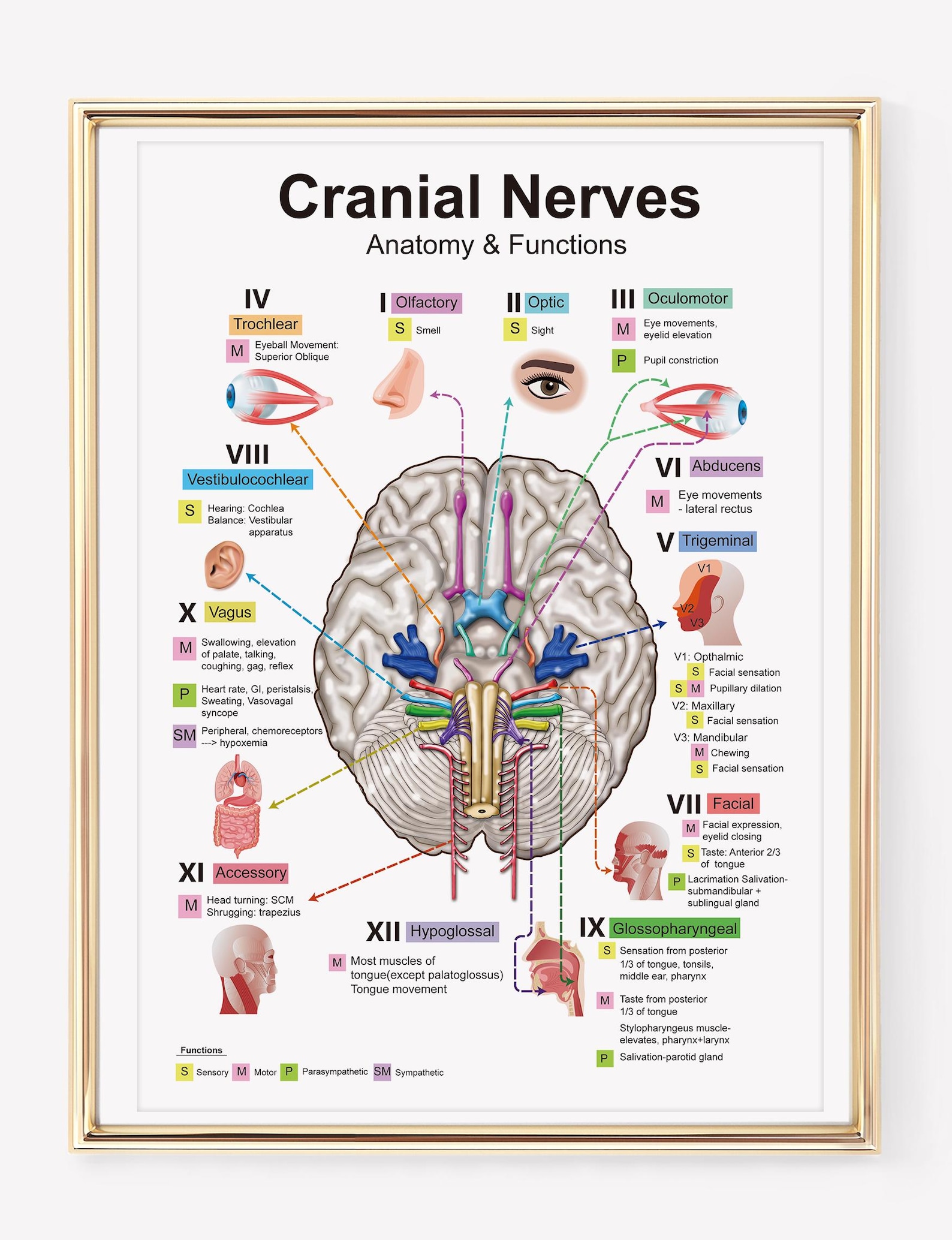 Brain Cranial Nerves Anatomy & Functions | Cranial Nerve Diagram ...
